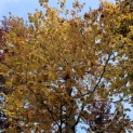 Fagus sylvatica 'Atropunicea' - 3