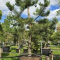 Pinus nigra 'Nigra' - Foto 3