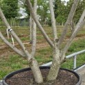 Rhus Typhina - 2