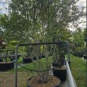 Osmanthus x Burkwoodii - 3