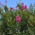 Lagerstroemia indica 'Rosea' - 2