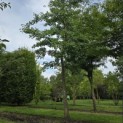 Ginkgo biloba - 3