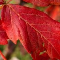 Acer griseum - Foto 1