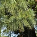 Pinus wallichiana - 5
