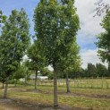 Acer rubrum 'Scanlon' - 1