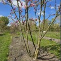 Magnolia 'Susan' - 1