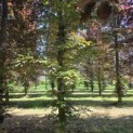 Fagus sylvatica 'Atropunicea' - Foto 2