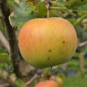 Malus domestica 'Jonagold' - Foto 3