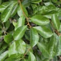 Nyssa sylvatica - 2