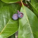 Nyssa sylvatica - 3
