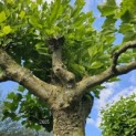 Platanus hispanica - Foto 2