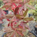 Quercus Phellos - Foto 3