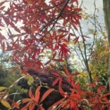 Quercus Phellos - Foto 2