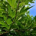 Morus alba 'Macrophylla' - 1