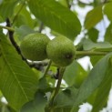 Juglans regia 'Buccaneer' - 4