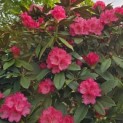 Rhododendron Yakushimanum ‘Fantastica' - 1