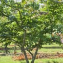 Parrotia persica - 1