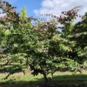Parrotia persica - 2