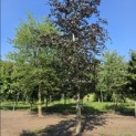 Fagus sylvatica 'Riversii' - 1
