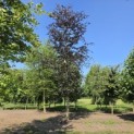 Fagus sylvatica 'Riversii' - 2