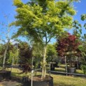 Acer palmatum - Foto 8