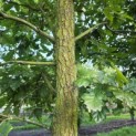 Quercus cerris - 2