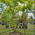 Catalpa bignonioides 'Aurea' - 2