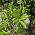 Quercus Suber - 1