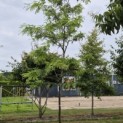 Gleditsia triacanthos ‘Draves' - 3