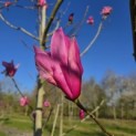 Magnolia 'Spectrum' - 4