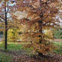 Fagus sylvatica 'Atropunicea' - 1