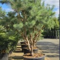 Pinus sylvestris - Foto 6