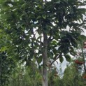 Magnolia 'Wada's Memory' - Foto 5