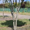 Parrotia persica 'Vanessa' - 2