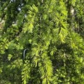 Cedrus deodara 'Pendula' - 4