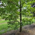 Castanea Sativa - 3