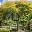 Acer palmatum 'Dissectum' - Foto 3