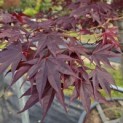 Acer palmatum 'Bloodgood' - 2
