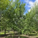 Prunus domestica Hauszwetsche - juni 2026