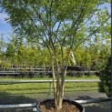 Sophora japonica - 1