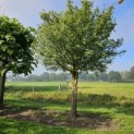 Acer campestre - Foto 6