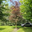 Fagus sylvatica 'Atropunicea' - 2