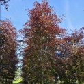 Fagus sylvatica 'Atropunicea' - Foto 3