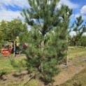 Pinus nigra subsp. Nigra - 3