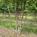 Cornus Mas - 3