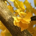 #1664 Ginkgo biloba 'Horizontalis' Ginkgobaum