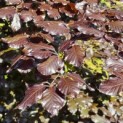 Fagus sylvatica 'Atropunicea' - 2
