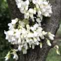 Cercis siliquastrum 'Alba' - 1