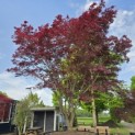 acer palmatum 'Atropurpureum' - Foto 1