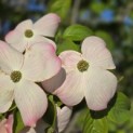 Cornus kousa 'Stellar Pink' - Foto 5